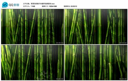 青葱的密集竹林循环视频素材