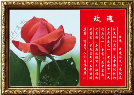 高清玫瑰花介绍