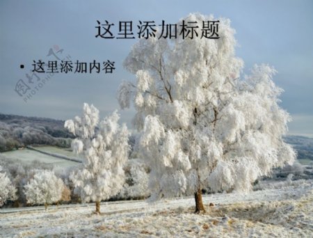 玉树琼枝的美丽雪景高清电脑PPT10