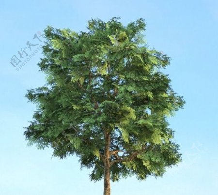 栎树3d模型