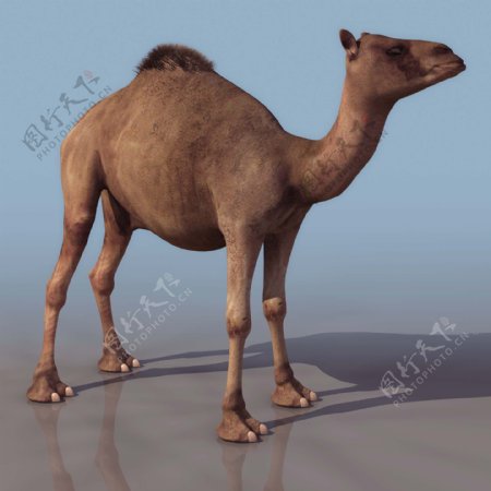 沙漠动物DROMEDAR单峰驼高模有贴图
