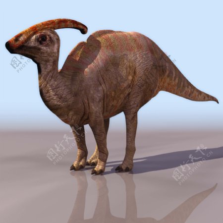 dinosaur副龙栉龙鸡冠龙副栉龙似棘龙高模