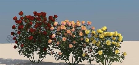 rose02红色粉色黄色玫瑰花