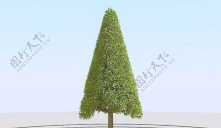高精细杨柳树模型willow033