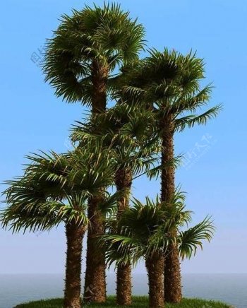 被风吹后的棕榈树windmillpalm01wind
