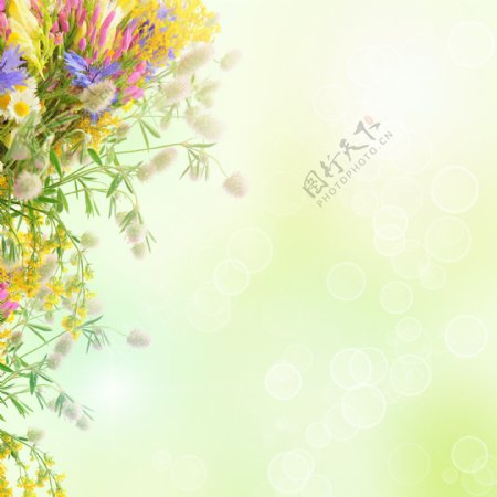 素雅花卉背景图片