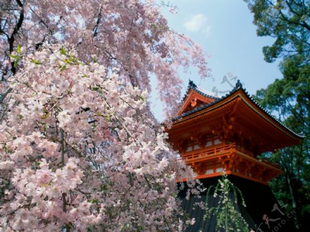 日本樱花寺庙高清图片