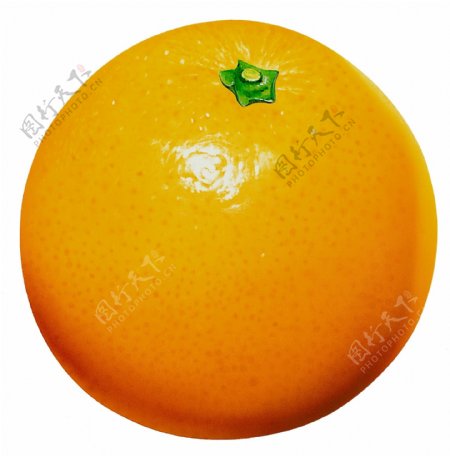 橘子标本橘子素材新鲜水果
