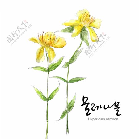 手绘黄海棠植物图片