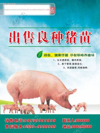 养猪场海报宣传猪