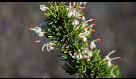 植物花朵背景视频素材图片