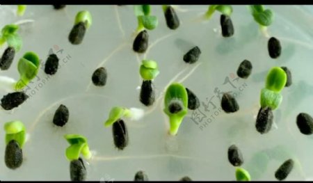 地膜芽苗农业视频素材图片