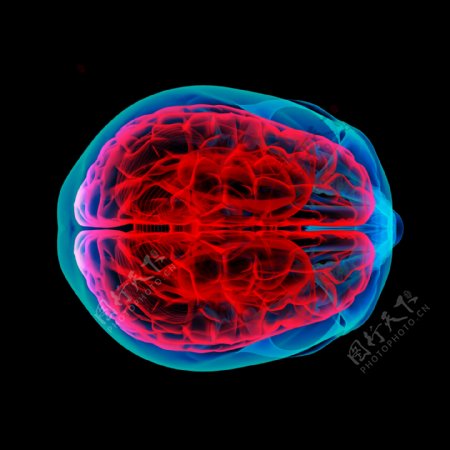 人脑结构大脑图片