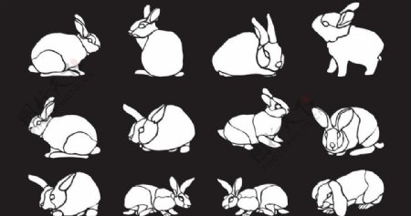 兔子图片