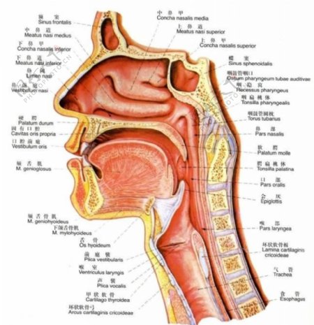 鼻腔口腔咽和喉正中矢状图图片