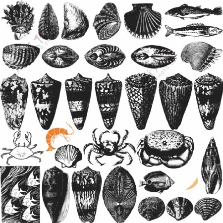 海螺贝壳花纹图腾图案图片