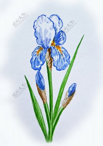位图写意花卉艺术效果手绘免费素材