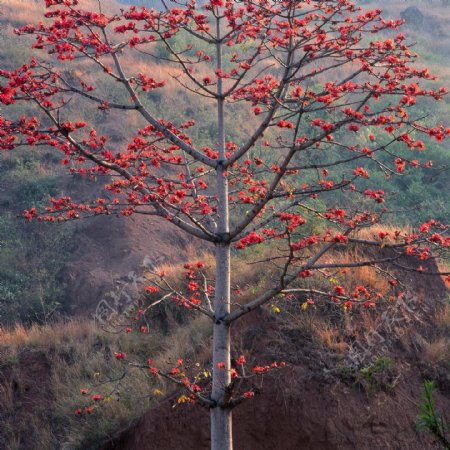 一株红叶树