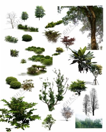 PS后期设计植物树木树枝PSD