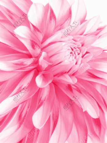 粉红色花朵特写高清图片