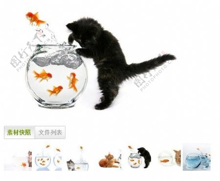 可爱猫咪金鱼高清图片素材