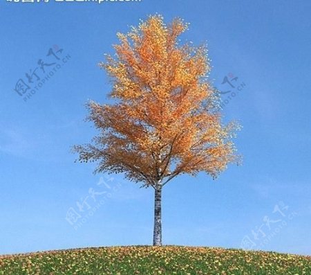 秋季树木模型红叶图片