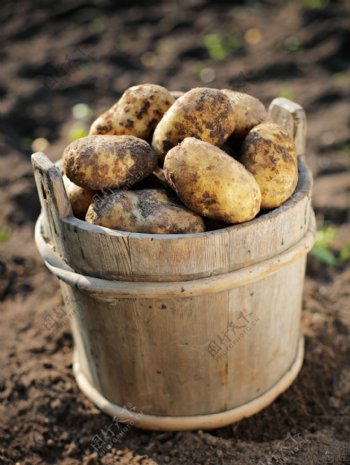 土豆高清图片