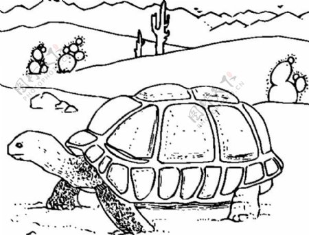 着色书沙漠龟的剪贴画