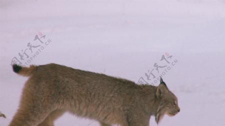 阿拉斯加野生猞猁穿越冰雪覆盖的森林股票视频视频免费下载