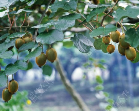 水果果树新鲜叶子果实收获丰收硕果广告素材大辞典