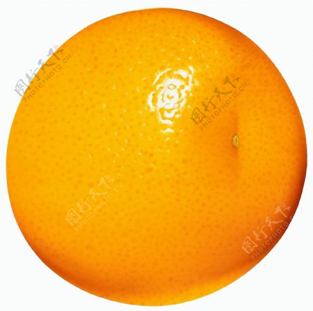 大个橘子橘子特写橘子图片橘子标本橘子素材