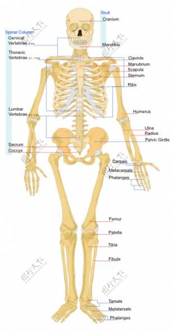 人类的骨骼前EN剪贴画