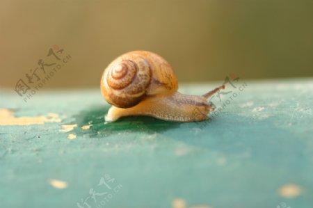 攀爬的蜗牛图片