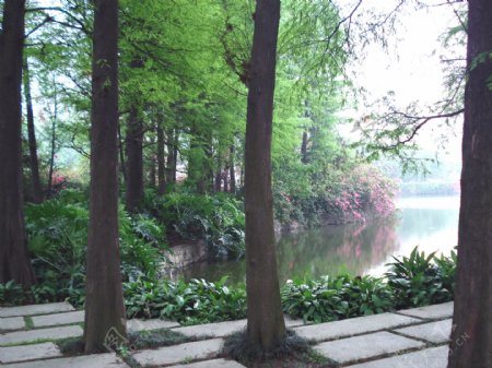 流花湖之春季落羽松林图片