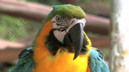 亚马逊鹦鹉头的录像视频免费下载