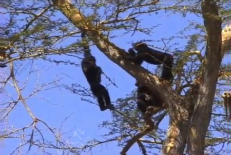 非洲野生猴子视频实拍素材素材下载
