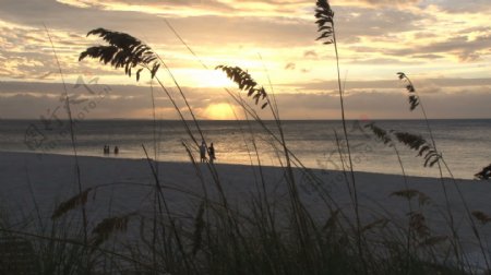 黄色的日落海滩草通过股票的录像视频免费下载