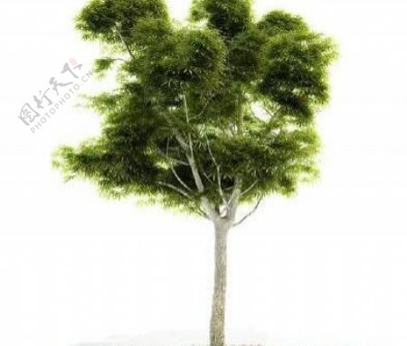 国外精品植物树木灌木3D模型15套2