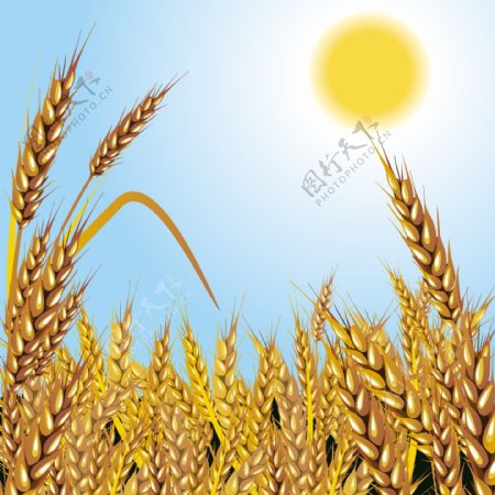 金黄色的成熟小麦