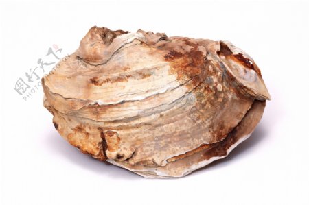 贝壳化石海底化石科普化石地质化石鱼类昆虫图片