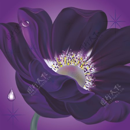 紫色魅惑花卉