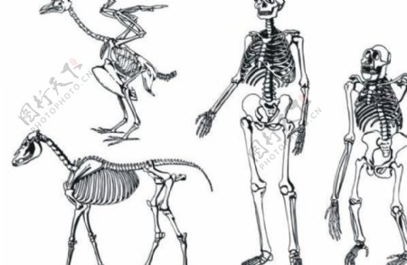 各种动物骨骼图形矢量素材