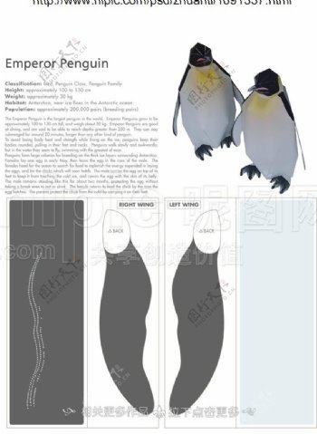 企鹅纸模图片