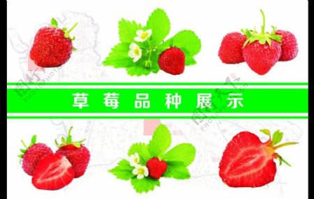 草莓品种介绍展板图片
