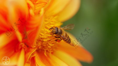 昆虫世界蜜蜂图片