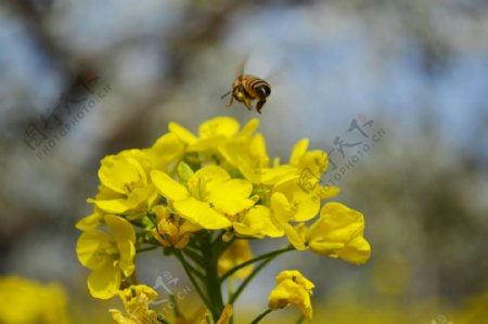 蜜蜂采花粉图片