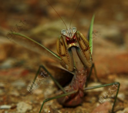 可爱螳螂超大图片