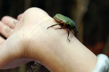手臂上的甲虫图片