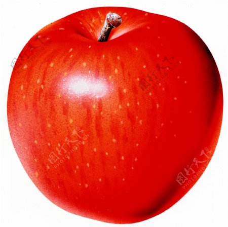 苹果特写红苹果图片红苹果标本红苹果素材