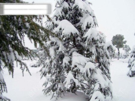 雪景雪地树木枯树冰河风景自然景观自然风景摄影图库